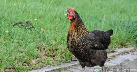 孕妇可以吃鸡精吗