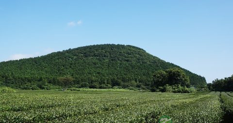 孕妇能喝毛尖茶吗