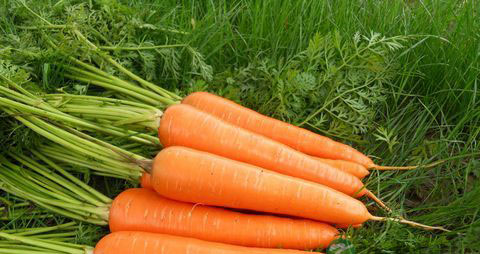 孕妇体弱畏寒吃什么好