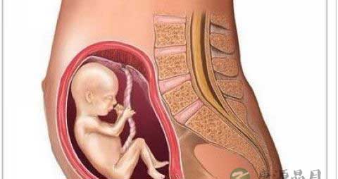 揭秘胎盘的四大主要功能