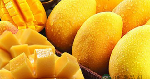 孕妇能不能吃芒果