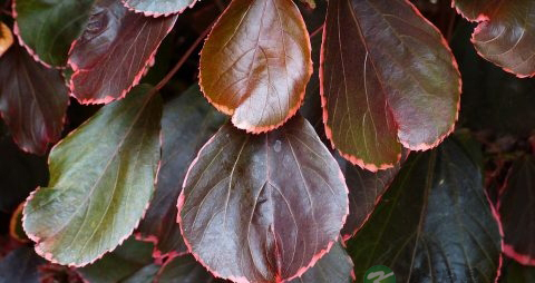 怀孕后不能吃的水果