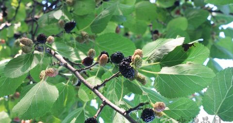 桑树叶洗头有什么作用