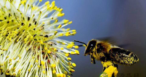 孕妇可以吃蜂花粉吗