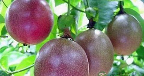 孕妇可以吃百香果吗