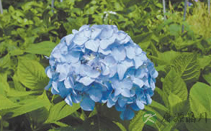 孕妇不宜闻九种花香