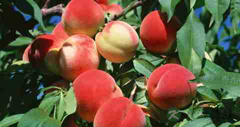 夏天孕妇怕热怎么办