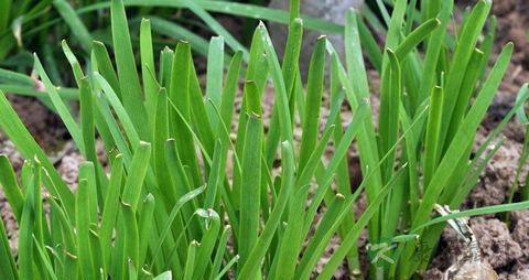 夏天产妇吃什么菜好