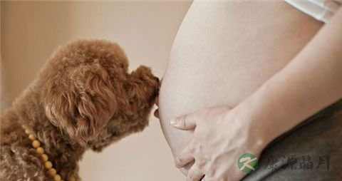 怀孕期间可以养狗吗