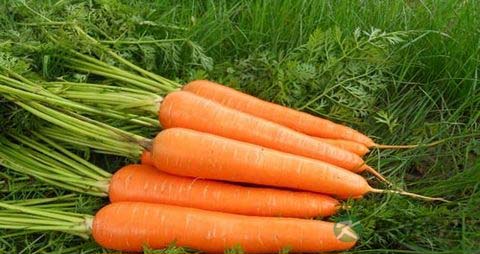 孕妇能不能吃西兰花菜 孕妇能不能吃西兰花菜