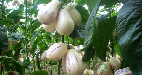 孕妇可以吃人参果吗