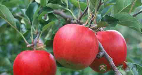 夏天孕妇多吃什么水果好