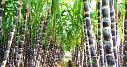 孕妇吃甘蔗的好坏禁忌