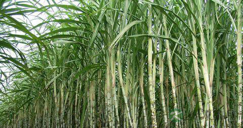 孕妇吃甘蔗的好坏禁忌