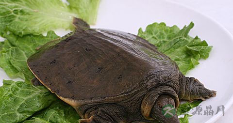 怀孕后不能吃什么食物