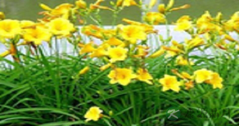 孕妇可以吃黄花菜吗