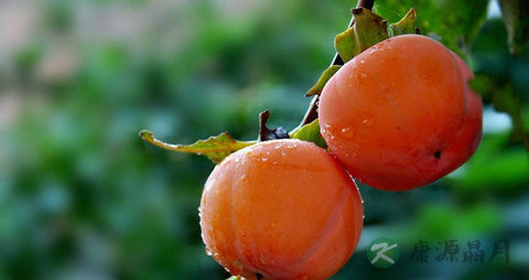 孕早期能吃柿子吗 孕早期能吃柿子吗