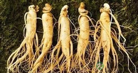 怀孕2个月吃什么会流产