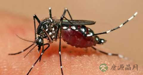 夏天孕妇如何防蚊虫