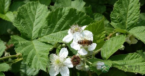 桑树叶洗头有什么作用