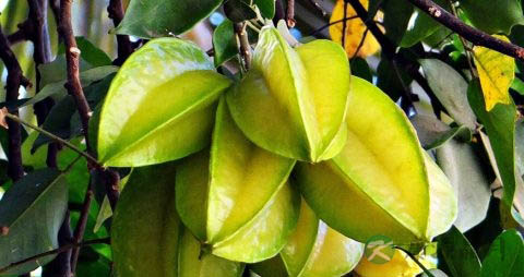 孕早期没有食欲吃些什么好