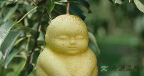 孕妇可以吃人参果吗