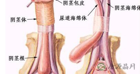 为什么包皮老干裂