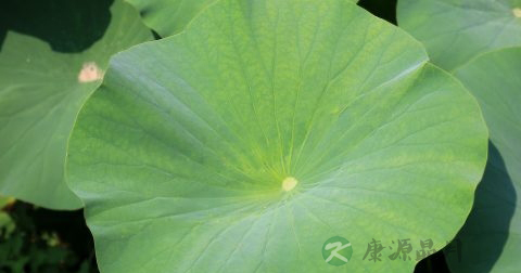 晒干的荷叶直接泡水喝可以减肥吗 晒干的荷叶直接泡水喝可以减肥吗