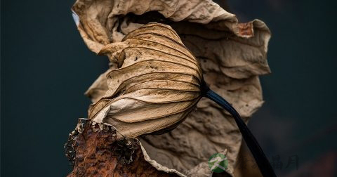 晒干的荷叶直接泡水喝可以减肥吗 晒干的荷叶直接泡水喝可以减肥吗