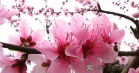 中药桃花可以减肥吗
