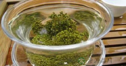 三七茶可以减肥吗