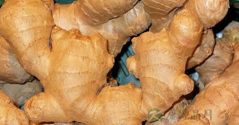 生姜抹在肚子上可以减肥吗