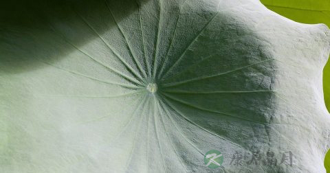 晒干的荷叶直接泡水喝可以减肥吗 晒干的荷叶直接泡水喝可以减肥吗