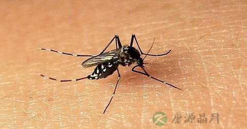 寨卡病毒流行特征