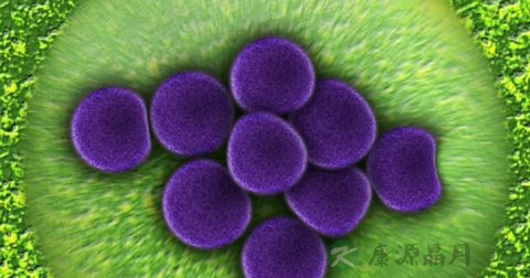 h7n9禽流感病毒特征