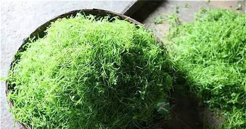 绞股蓝的功效作用和副作用