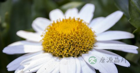 抗炎药有哪些