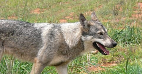 狂犬病的早期症状