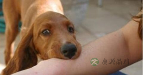 狂犬病的预防护理