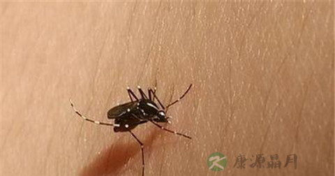 乙脑的主要传播途径是什么