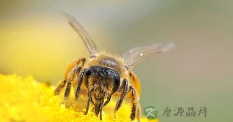 被马蜂蛰了怎么处理