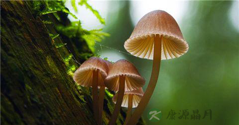 四种果蔬中毒的急救方法