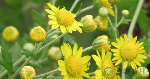 三高人群喝菊花茶好吗