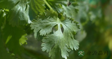 香菜能降血糖吗