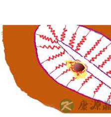 完全图示 生命的种子如何发芽