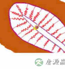 完全图示 生命的种子如何发芽