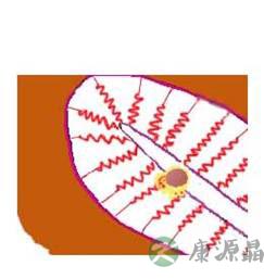 完全图示 生命的种子如何发芽