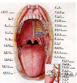 正常口腔和扁桃体