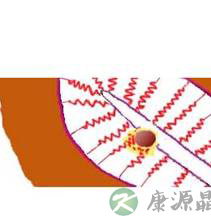 完全图示 生命的种子如何发芽