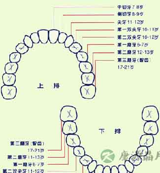 图示牙齿的生长顺序